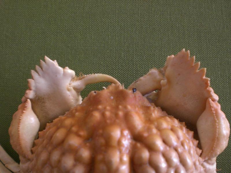 Calappa aff. tuberculata T.F.C. anterior part.JPG